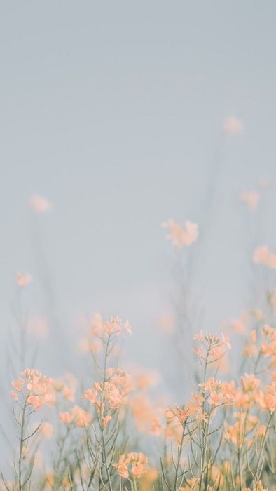 Bộ sưu tập hình nền với màu sắc nhẹ nhàng, thanh lịch