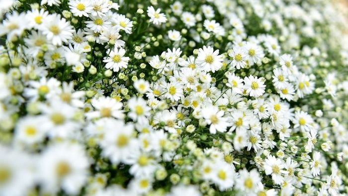 Thơ tháng 11 vui nhộn