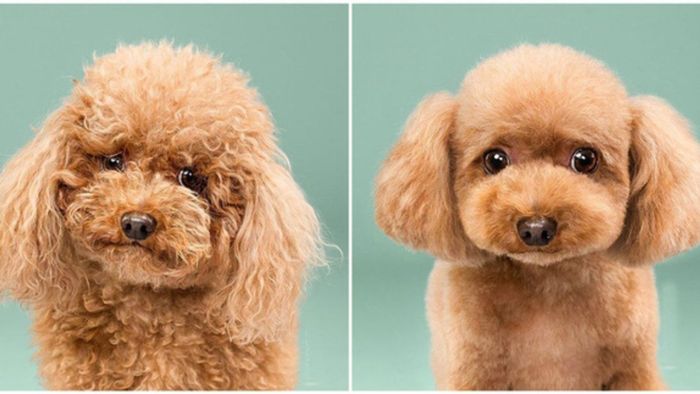 Tạo kiểu cắt tỉa lông chó Poodle theo phong cách Gấu Bông