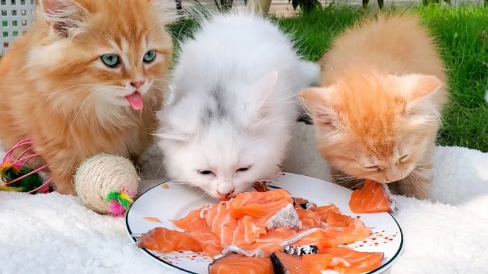 Cá tươi, một món khoái khẩu cho mèo con nhỏ