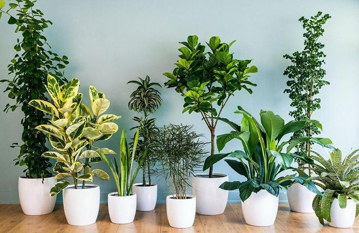 Người mệnh Kim có thể trồng cây hay không?