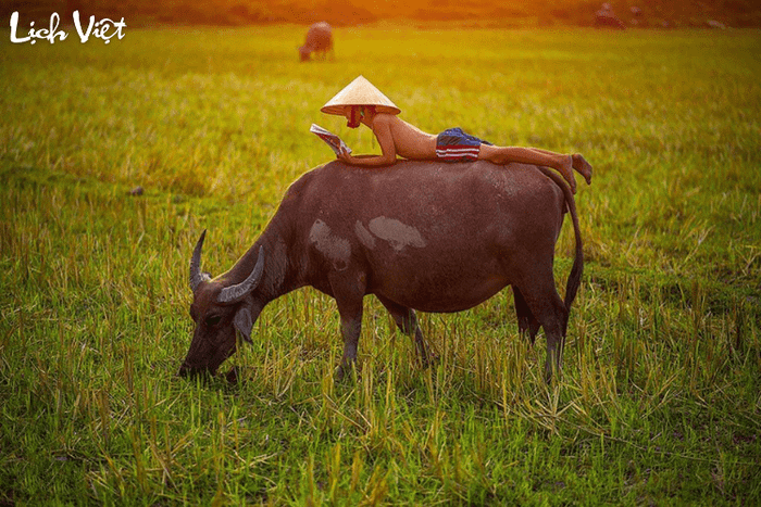 Tử vi tuổi Buffalo 16/5/2024