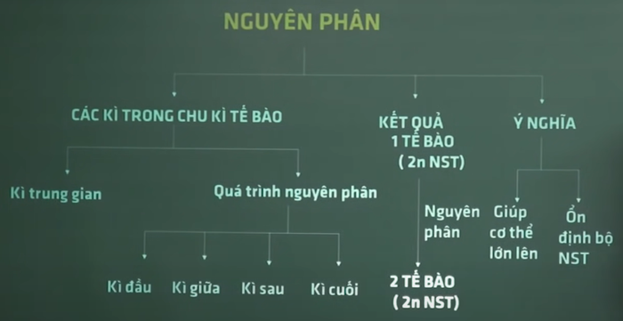 Nguyên phân là gì? Giảm phân là gì? So sánh giữa nguyên phân và giảm phân?