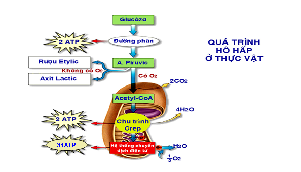 Quá trình hô hấp ở thực vật có những ý nghĩa gì?