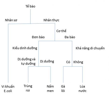 Giải KHTN Lớp 6 - Bài 23: Hướng dẫn thực hành xây dựng khóa lưỡng phân