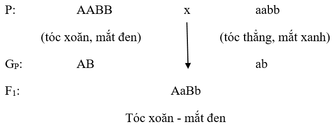 Giải Sinh 9 Bài 5: Lai hai cặp tính trạng (tiếp theo) chi tiết nhất