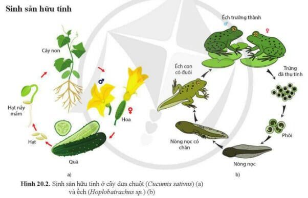 Tóm tắt lý thuyết Sinh học 11 bài 20 một cách ngắn gọn và đầy đủ nhất