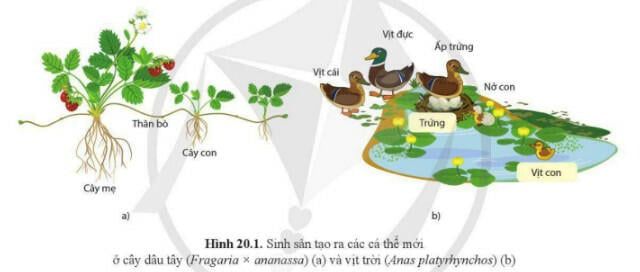 Tóm tắt lý thuyết Sinh học 11 bài 20 một cách súc tích và chi tiết