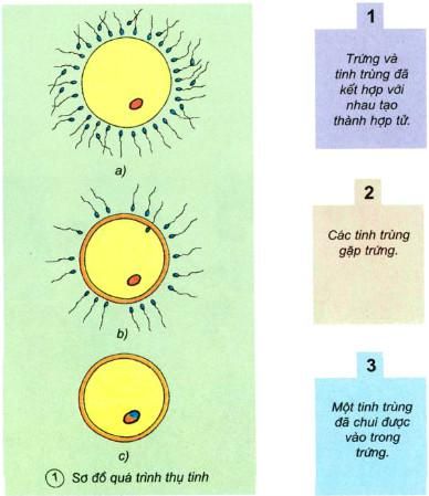 Khoa học lớp 5, bài 4: Cơ thể chúng ta hình thành ra sao?