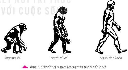 Giải Lịch sử lớp 6, bài 4 Kết nối tri thức: Nguồn gốc loài người