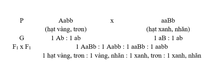 Làm thế nào định luật phân ly độc lập có thể giải thích hiện tượng này?