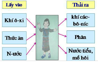 Giải bài tập Khoa học lớp 4: Trao đổi chất ở người chi tiết