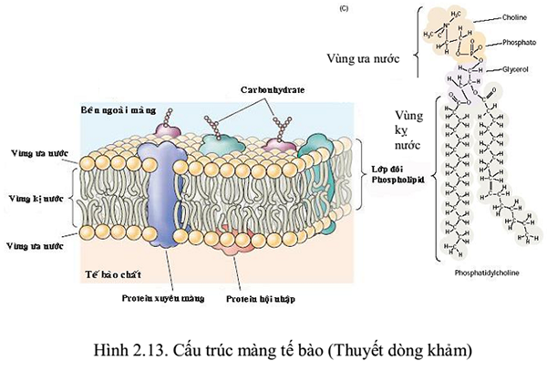 Tế bào là gì? Tìm hiểu cấu trúc và chức năng của tế bào trong Sinh học lớp 6