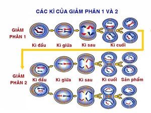 Nguyên phân là gì? Giảm phân là gì? So sánh giữa nguyên phân và giảm phân?