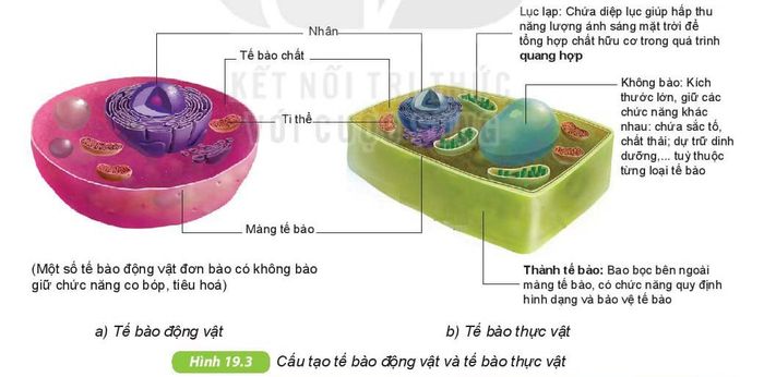 Tế bào là gì? Cấu tạo và chức năng của tế bào Sinh học lớp 6