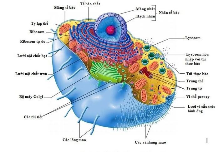 Tế bào là gì? Khám phá cấu trúc và chức năng của tế bào trong Sinh học lớp 6