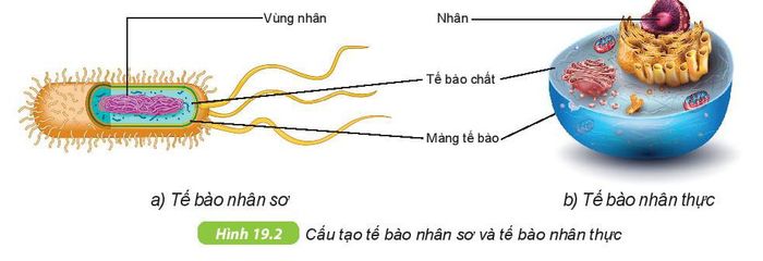 Tế bào là gì? Tìm hiểu cấu trúc và chức năng của tế bào trong Sinh học lớp 6