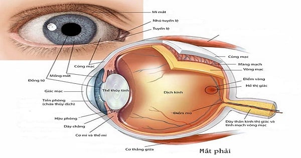 Bộ phận nào trong mắt hoạt động như thấu kính? Còn bộ phận nào có chức năng giống như màn ảnh trong mắt?