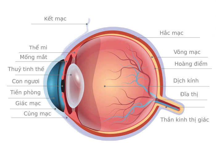 Sự điều tiết của mắt liên quan đến việc thay đổi độ cong của các mặt