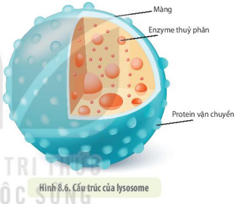 Tế bào là gì? Khám phá cấu trúc và chức năng của tế bào trong Sinh học lớp 6