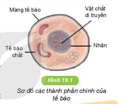 Tế bào là gì? Cấu trúc và chức năng của tế bào trong Sinh học lớp 6