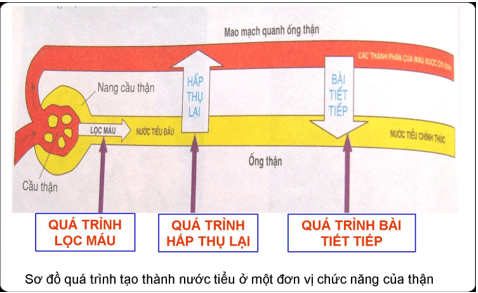 Giải Sinh học 8 - Bài 39: Hệ bài tiết nước tiểu