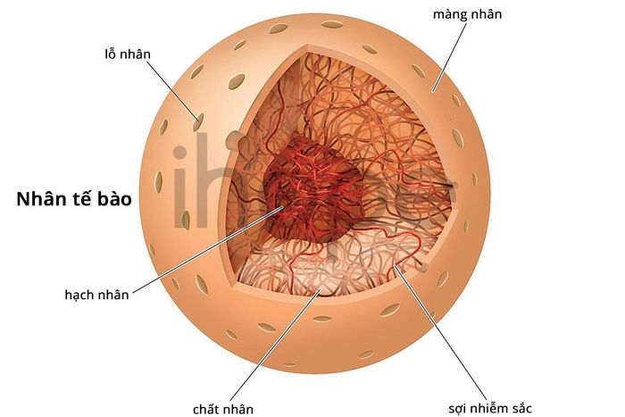 Tế bào là gì? Khám phá cấu trúc và chức năng của tế bào trong Sinh học lớp 6