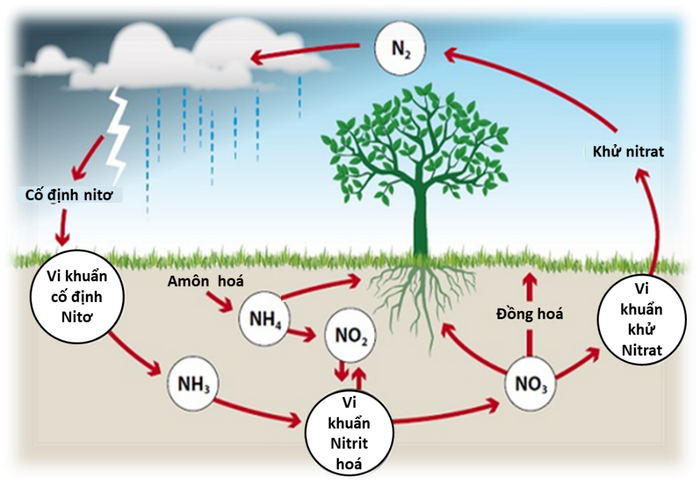 Nguồn gốc của các thành phần hữu cơ trong đất là gì?