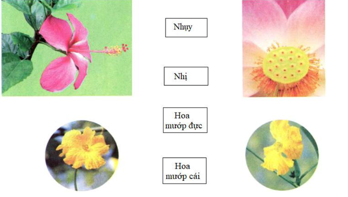 Sách bài tập Khoa học lớp 5, bài 51: Cơ quan sinh sản của thực vật có hoa