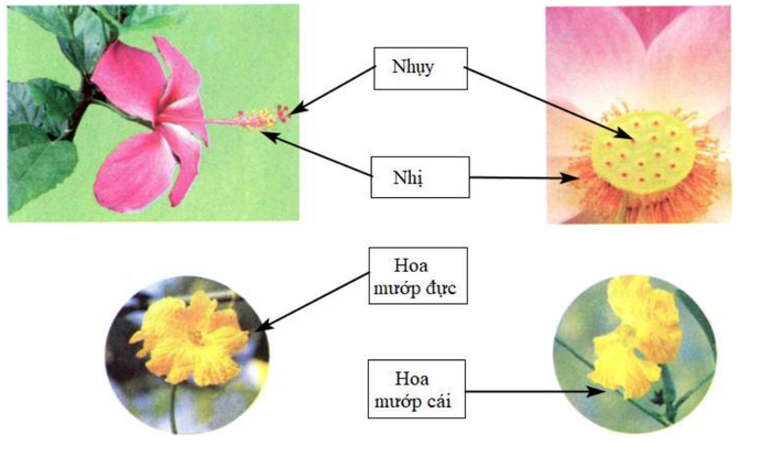 Sách bài tập Khoa học lớp 5, bài 51: Cơ quan sinh sản của thực vật có hoa