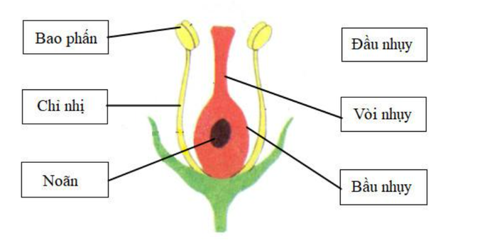 Sách bài tập Khoa học lớp 5, bài 51: Cơ quan sinh sản ở thực vật có hoa