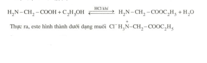 Amino axit là gì? Công thức hóa học của các amino axit thường gặp và bài tập