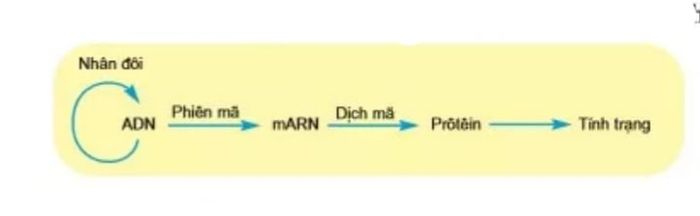 Dịch mã là gì? Quá trình và kết quả của dịch mã