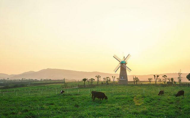 Buổi sáng trên nông trại Vinamilk Organic Milk Farm