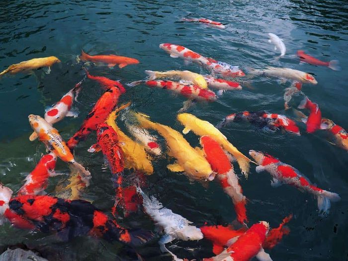 Cá Koi, biểu tượng của văn hóa Nhật Bản