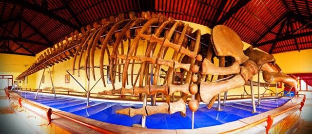 Bộ xương cá voi lớn được người dân dựng lại