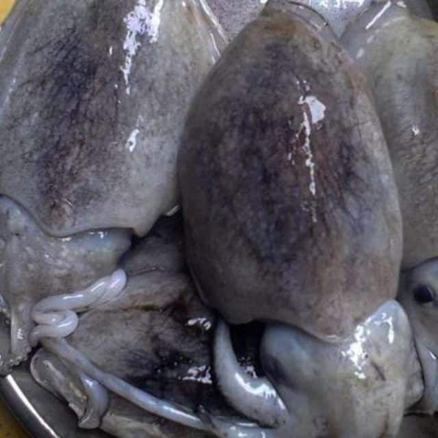 Mực nang - đặc sản Cửa Tùng Quảng Trị