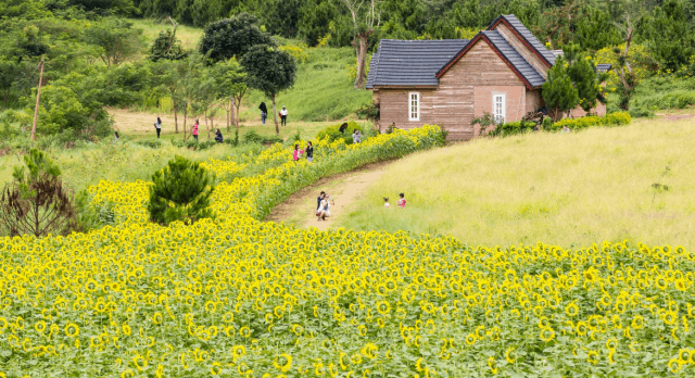 Cánh đồng hoa hướng dương ở Dalat Milk