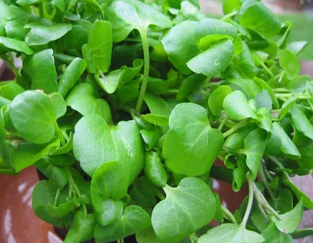Rau xà lách xoong Cửa Tùng