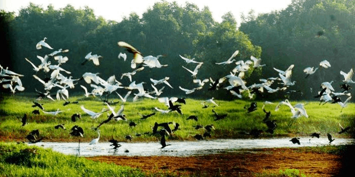 Charmful imagery of the gathering egret flock heading back to the Thủ Đức Egret Garden - District 9