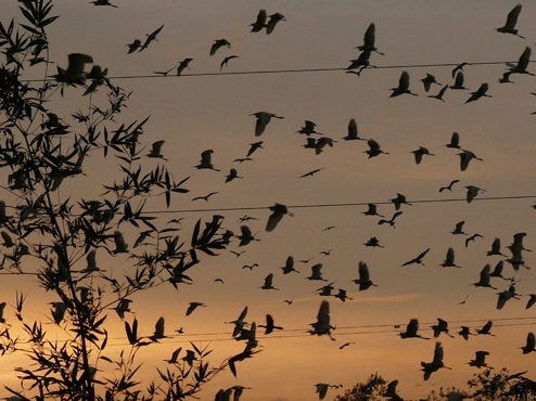 Enchanting scenes of egrets gracefully soaring in the evening glow