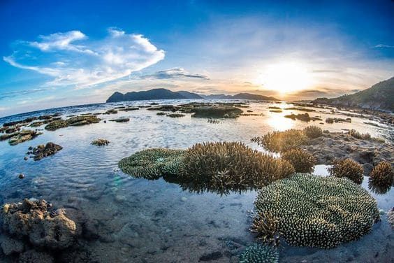 Dù nhìn từ bất kỳ góc nhìn nào, rặng san hô này vẫn trở nên quyến rũ