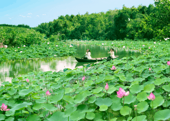 The Lotus Fields in Đồng Tháp (source: collected)