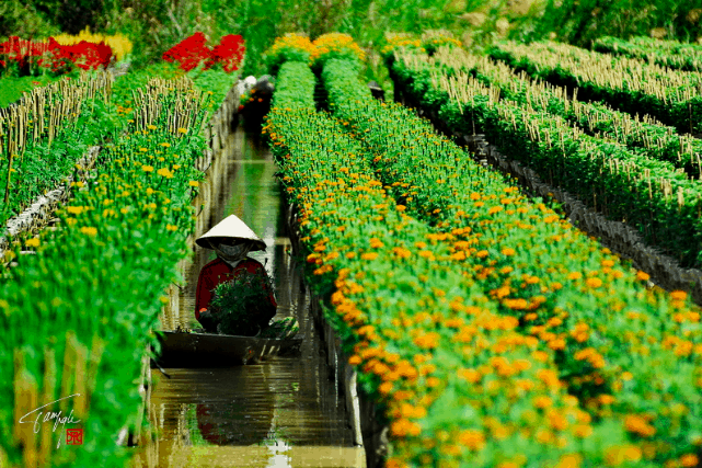Làng hoa Tân Quy Đông - Đẹp mộng mơ (sưu tầm)