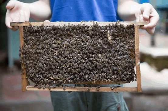 Beekeeping for Honey (collected)