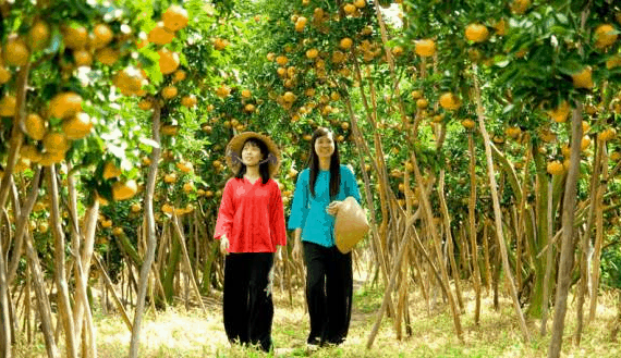 Fruit Orchard (collected)
