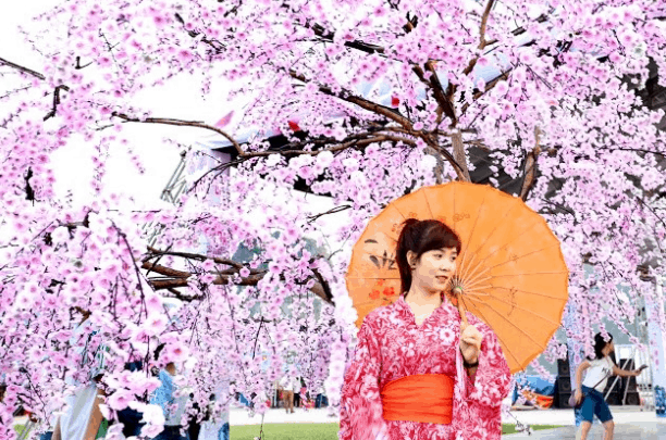 Cherry blossom festival at September 23 Park