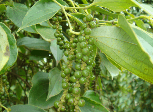 Hồ tiêu Phú Quốc