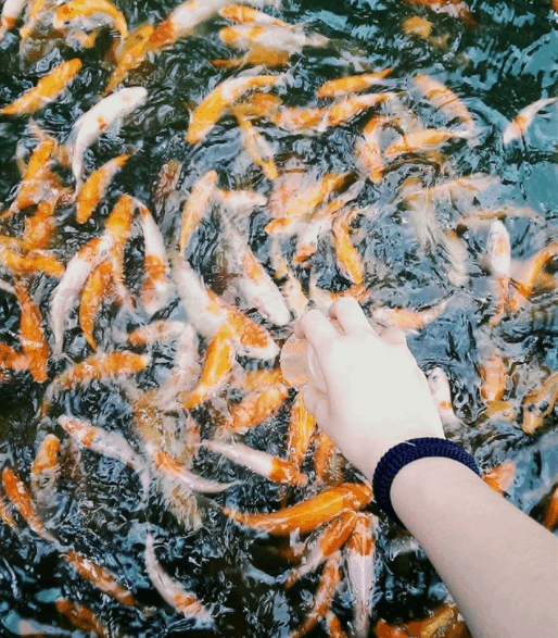 Ngắm nhìn đàn cá Koi dưới lòng hồ tại Phú An Khang