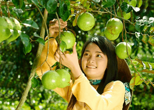 Tự tay hái quả trong vườn trái cây Phú An Khang